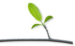 GAM as an optimal development environment
